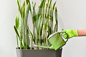 Hand with a watering can waters a houseplant. Care and watering of decorative indoor plants photo