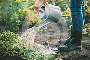 Hand watering herbs in the garden.