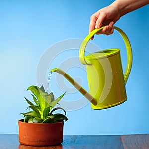 Hand watering a plant