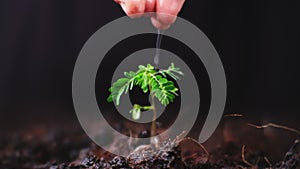 Hand watering plants that grow on the ground. New life care, watering young plants on black background.