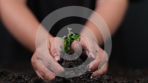 Hand watering plants that grow on the ground. New life care, watering young plants on black background.
