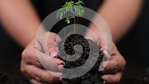Hand watering plants that grow on the ground. New life care, watering young plants on black background. T
