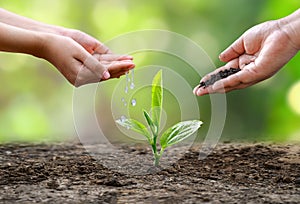 Hand Watering plants tree mountain green Background Female hand holding tree on nature field grass Forest conservation concept