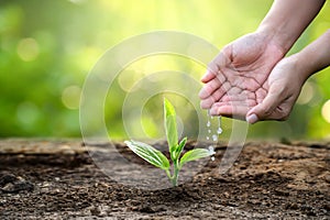 Hand Watering plants tree mountain green Background Female hand holding tree on nature field grass Forest conservation concept