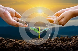 Hand Watering plants tree mountain green Background Female hand holding tree on nature field grass Forest conservation concept photo