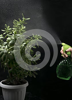 Hand watering plants with water spray