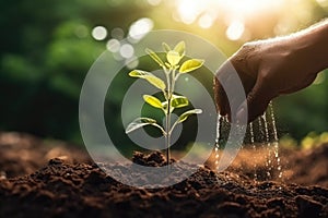 Hand watering seedling growing step in garden with sunshine. Concept of business growth, profit, development and success. Start-up