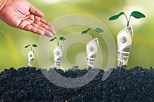 Hand watering to Plant gowned on Bank notes rolled on soil for business, saving, growth,