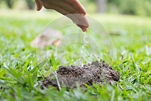 Hand watering young baby small little plants growing in soil wit