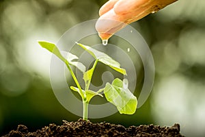 Hand watering young plant