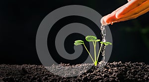 hand watering young plant in garden