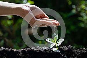 Hand Watering Young Plant Seedlings for environment and ecology