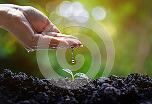 Hand Watering Young Plant Seedlings for environment and ecology