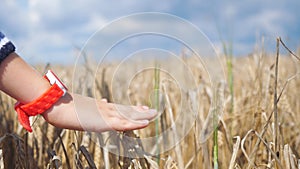 Hand wears clock touches ears of wheat. Hand of a child touching ripening wheat ears in summer.