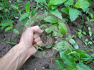 Hand weeding in field
