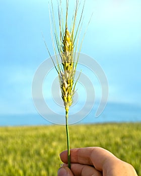 Hand with wheat