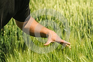 Hand in wheat field, crops growth control