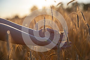 Hand on a wheat field