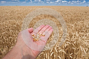 Ruka s pšeničnými zrny