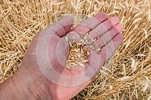 Hand with wheat grains
