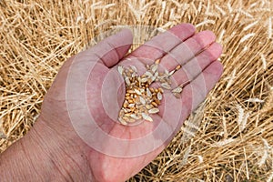 Ruka s pšeničnými zrny