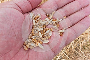 Hand with wheat grains