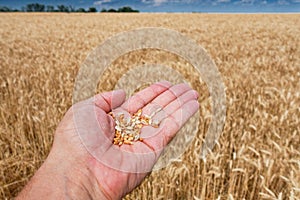 Hand with wheat grains