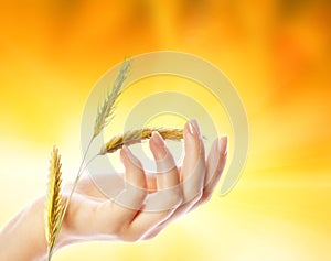 Hand with wheat herb