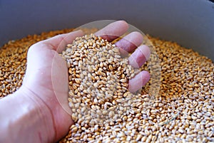 Hand in wheat kernels