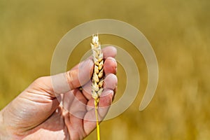 In hand wheat spikelet. Yellow grain ready for harvest growing in a farm field