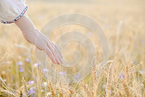 Hand with wheat on sunny day outdoors background