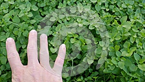 Hand of white caucasian man stroking the green grass of a lush lawn. Concept of contact with nature and the environment, freedom,