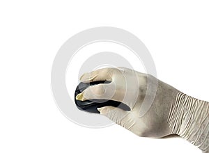 Hand with white latex glove using a computer mouse in a laboratory on white background. medical concept