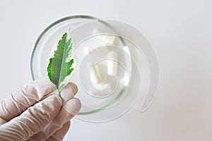 Hand in white protective glove holding plant leaf. Glass petri dish with pills on background, top view