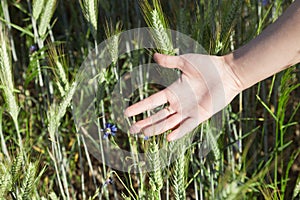 Hand of a white woman touching growing corn