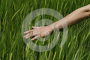 Hand on a wide grain field