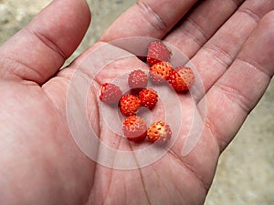 Hand with wild strawberries