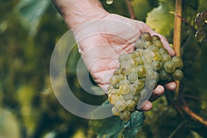 Hand of winemaker checking the ripeness of the grapes photo