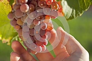 Hand of winemaker controlling the grapes in a vineyard