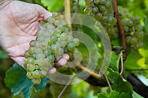 Hand of winemaker holding a bunch of grape for the production of txakoli