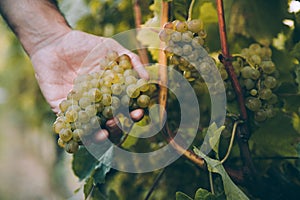 Hand of winemaker holding a bunch of grape for txakoli wine in the vine