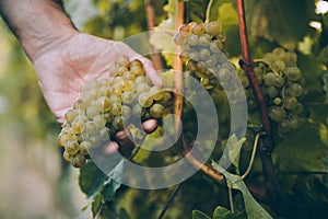 Hand of winemaker holding a bunch of grape for txakoli wine in the vine photo