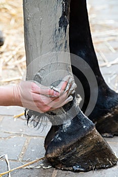 Hand of a woman applying gray alumina clay paste to horse`s hind leg as medical treatment against tendinitis tendon inflammation