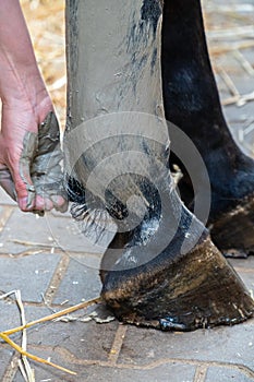 Hand of a woman applying gray alumina clay paste to horse`s hind leg as medical treatment against tendinitis tendon inflammation photo