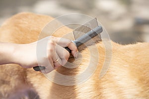 Hand of woman combing fur her dog on a table