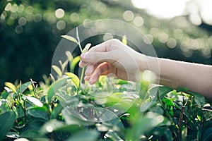 Hand of woman crop a green tea
