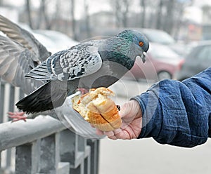 Ruka z žena kŕmenie holub 