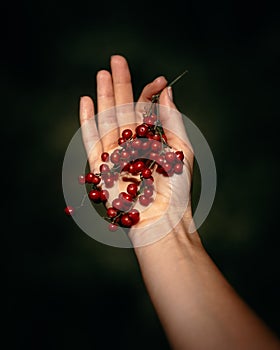 Hand of a woman holding ashberries. Close-up image in the nature