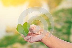 Hand of woman holding carefully heart shape leaf. Green leaf in female hands.Conservation and awareness,love natural,go organic