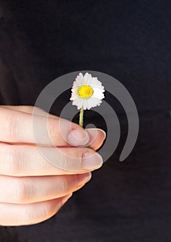 Hand of a woman holding a daisy
